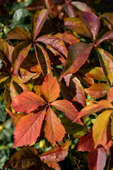 red autumn leaves