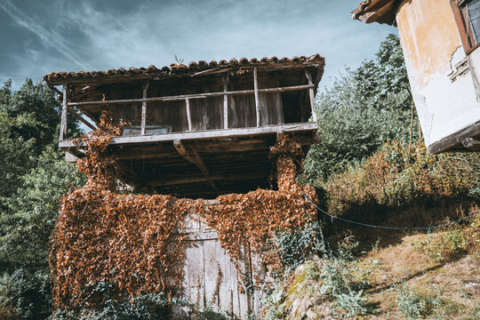 Old traditional wooden horreo granary covered with dry climbing ivy leaves, rustic weathered facade, clay tile roof and countryside vegetation under dramatic blue sky