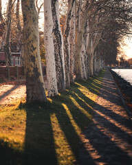 Autumn Tree-Lined Path at Balatonfoldvar, Lake Balaton
