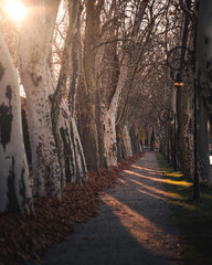 Autumn Tree-Lined Path at Balatonfoldvar, Lake Balaton