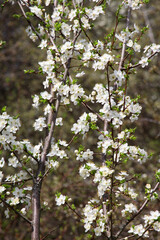 Cherry plum (Prunus cerasifera, Prunus divaricata) blooms in the garden in spring
