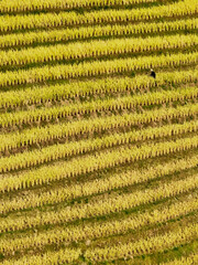  Scenic view of Longji Rice Terraces in Guangxi, China, with golden fields and morning mist enveloping distant hills