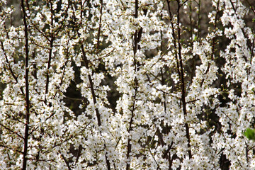 Cherry plum (Prunus cerasifera, Prunus divaricata) blooms in the garden in spring