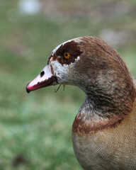 Portrait of Egyptian goose. Alopochen aegyptiaca