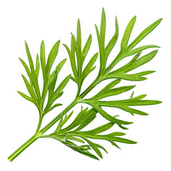 Fototapeta premium Delicate green fern frond against a stark on transparent background