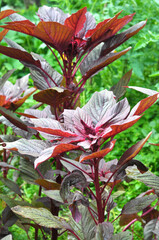 Amaranth grows in the garden