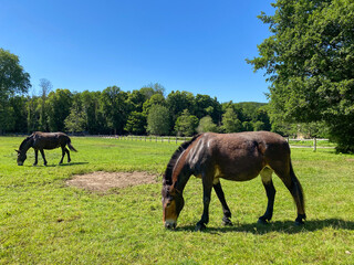 Two Horses Grazing in a Green Pasture