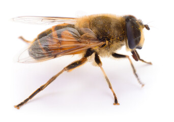 Hoverfly Eristalis tenax isolated on white background, pollinator insect