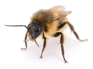 Wild bee Andrena macro isolated on white background, solitary pollinator insect
