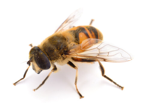 Hoverfly Eristalis tenax isolated on white background, bee mimic fly