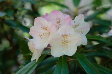 Rhododendron