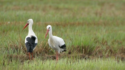 White Storks in Grassland Field – Wildlife Bird Photography