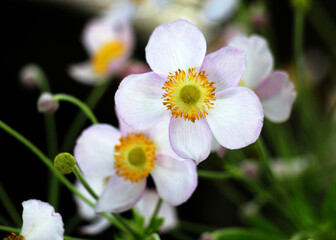 Obraz premium Hybrid anemone blooms in the garden