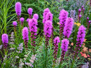 Close-up of blooming Liatris spicata, also known as blazing star, with vibrant purple flower spikes and lush green foliage in a summer garden.