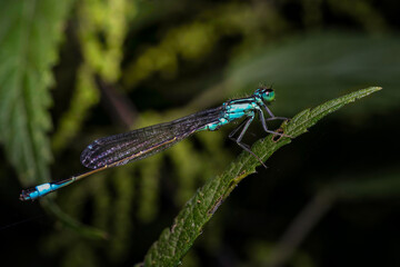 blue dragonfly on leaf