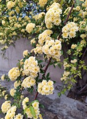 flowers in the garden