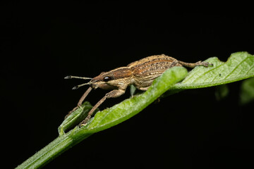 lizard on a leaf