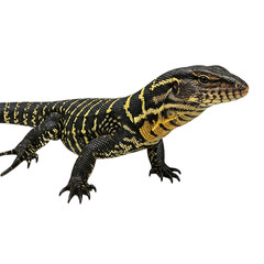 Stunning golden tegu lizard with detailed scales, perfect for reptile and wildlife projects