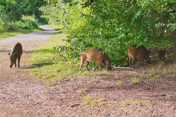 a herd of wild boars in the Cybina valley under a large oak tree eating acorns that have fallen from the tree