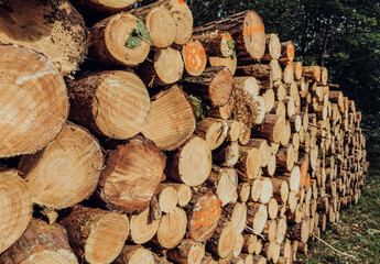 Piles of thick pine logs stacked outdoors, natural wood background for forestry and eco energy themes