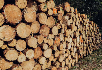 Stacks of thick pine logs cut and piled, raw timber for construction, industry and woodworking concepts