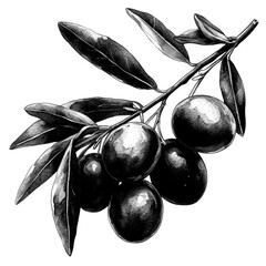 Olive branch with and olives captured in a botanical illustration style at midday