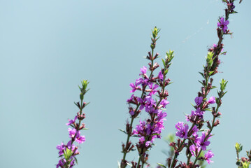 Fototapeta premium 湖畔を紫色に飾る美しいミソハギの花