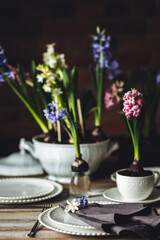 Floral cozy home decor for Easter holiday celebration. Fresh blooming spring hyacinth flowers. Beautiful house interior design, seasonal decoration