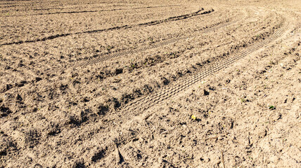 Traces left by a combine harvester tires on a farm field after harvesting turnips