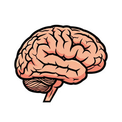 Illustration of a human brain isolated on transparent background