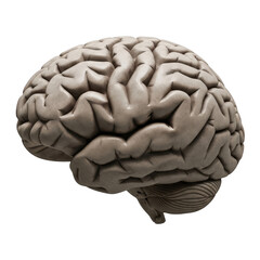 Human brain model isolated on transparent background