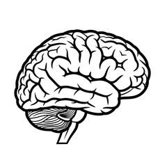 Illustration of a human brain isolated on transparent background