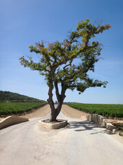 Tree at Vineyard Crossroad