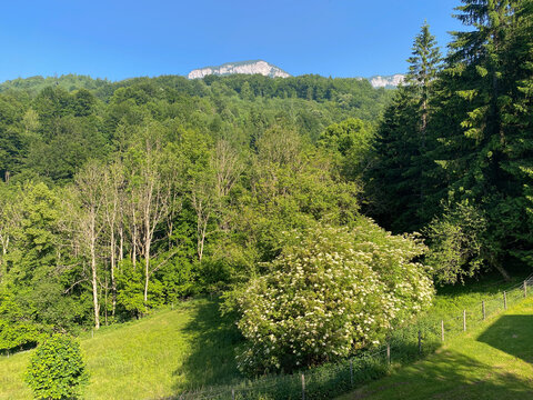 Mountain Landscape with Lush Green Forest