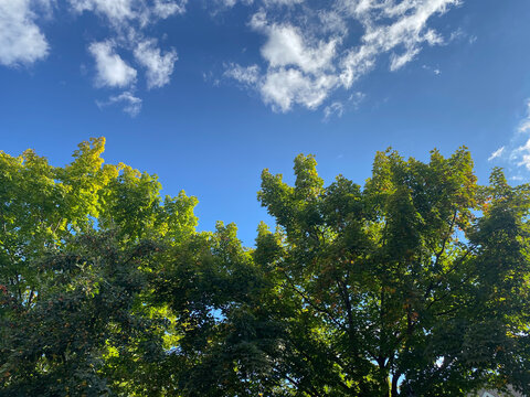 Green Tree Canopy under Blue Sky with Clouds