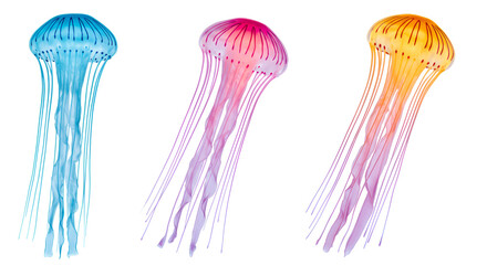 Colorful jellyfish in red, blue, and orange with long transparent tentacles on white background.