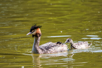 Family of Great Crested Grebe, Podiceps cristatus with beautiful orange colors, a water bird with red eyes.