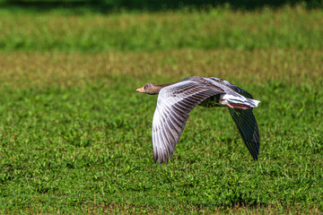 The flying greylag goose, Anser anser is a species of large goose