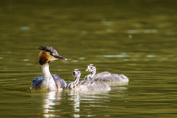 Family of Great Crested Grebe, Podiceps cristatus with beautiful orange colors, a water bird with red eyes.