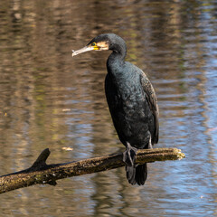 The great cormorant, Phalacrocorax carbo sitting on a branch