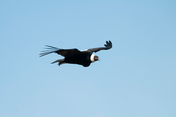 Andean Condor ,Torres del Paine National Park, Patagonia, Chile.