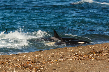 Obraz premium Killer Whale, Orca, hunting a sea lion pup, Peninsula Valdes, Patagonia Argentina