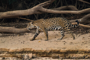 Jaguar in Mato Grosso forest environment,Pantanal,Brazil