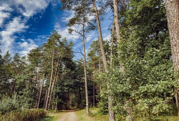 Fototapeta premium Early autumn forest with colorful foliage, misty atmosphere, and soft natural light filtering through tall trees