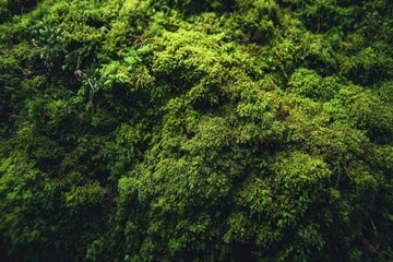 Obraz premium Detailed green moss texture presents a lush nature background often found in forests and shaded areas during late spring or summer