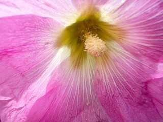 Macro shot of a vibrant pink hollyhock flower with detailed petals