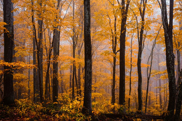 Obraz premium Autumn forest landscape with vibrant yellow foliage featuring tall trees and a misty atmosphere ideal for seasonal backgrounds and nature-themed designs