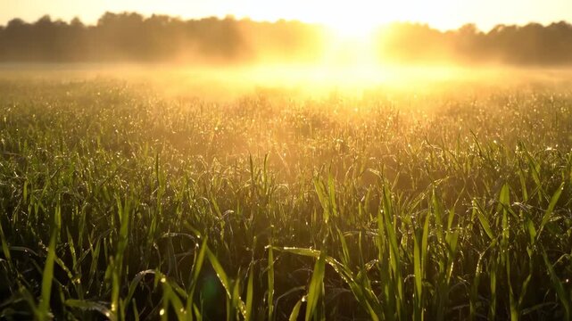 A breathtaking slow-motion dolly shot revealing mist gently rising from a dewy grassland at peaceful sunrise natural beauty, establishing shot, morning