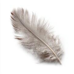 A close-up image of a single, elegant feather. The feather displays soft, neutral tones and delicate textures