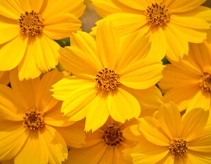 A close-up view of vibrant yellow cosmos flowers, showcasing intricate details of their petals and centers.